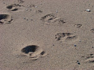 Bear and Gull Tracks