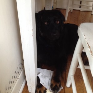 The criminal with the evidence. Tripper with Kleenex.