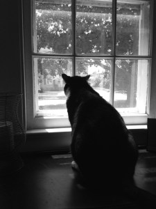 Baby Cat daydreaming