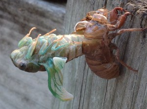 The cicada molting