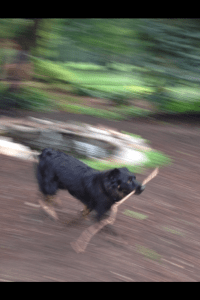 Dog-Dog-Dog in the joy of the pursuit