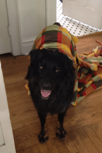 Dog-Dog with stinky blanket