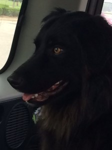 Tripper Dog-Dog-Dog on a roadtrip