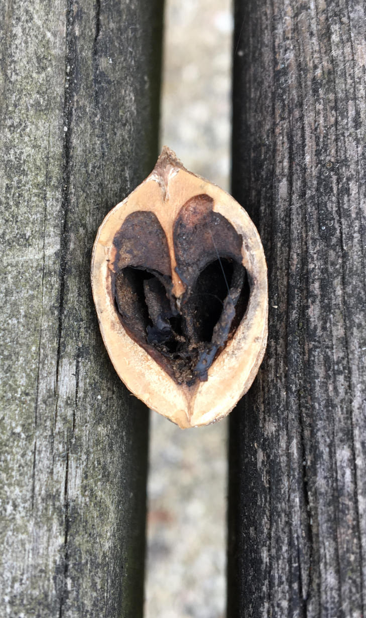 uncropped acorn love copy