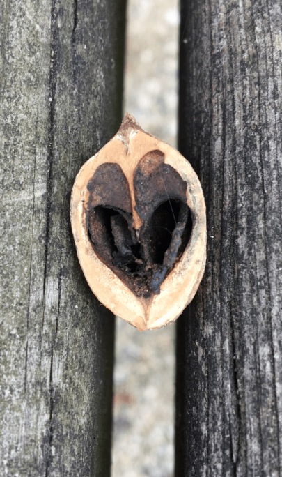 uncropped acorn love copy