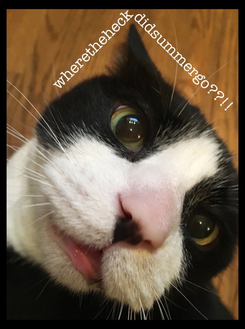 bcat summer with frame copy