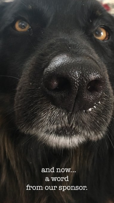 DoggaChipHeadwithwords copy