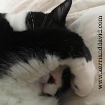 babycatContemplating website copy