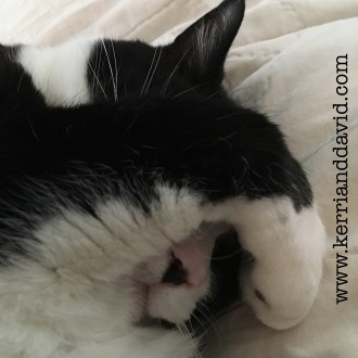 babycatContemplating website copy