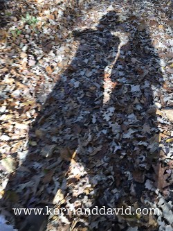 shadow bristol woods website copy