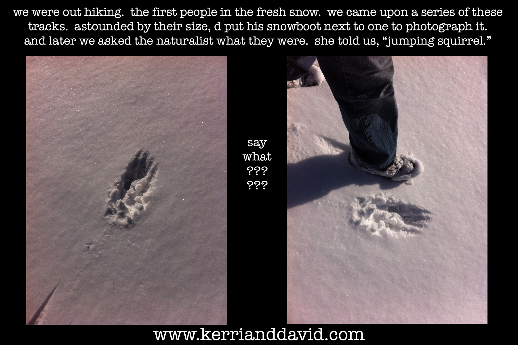 jumping squirrel tracks website box copy