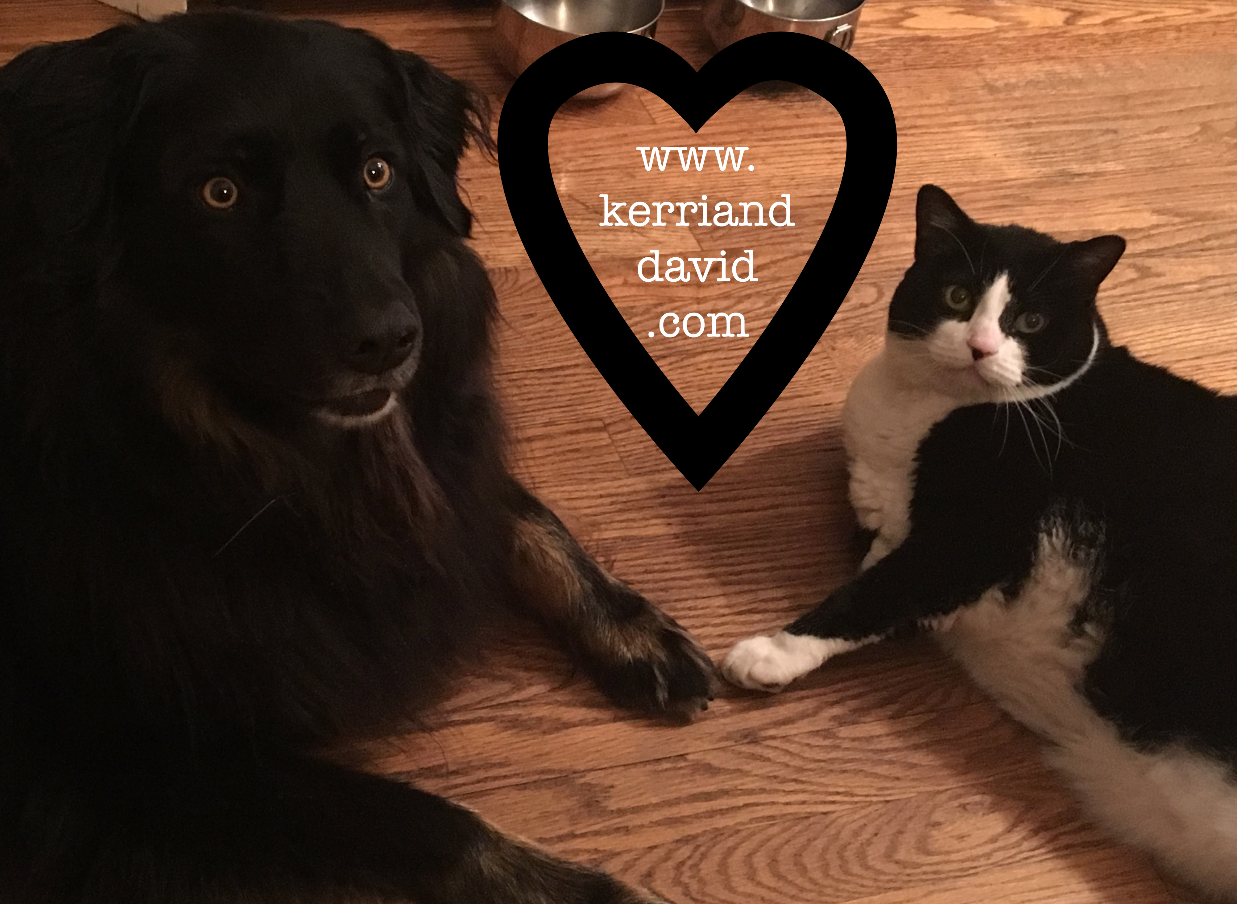 dogdog babycat paws touchingwebsite box copy