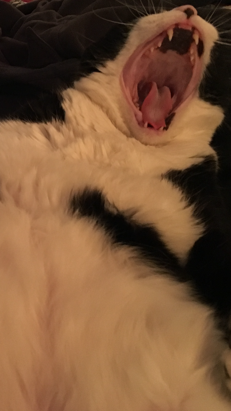 wide mouth babycat copy