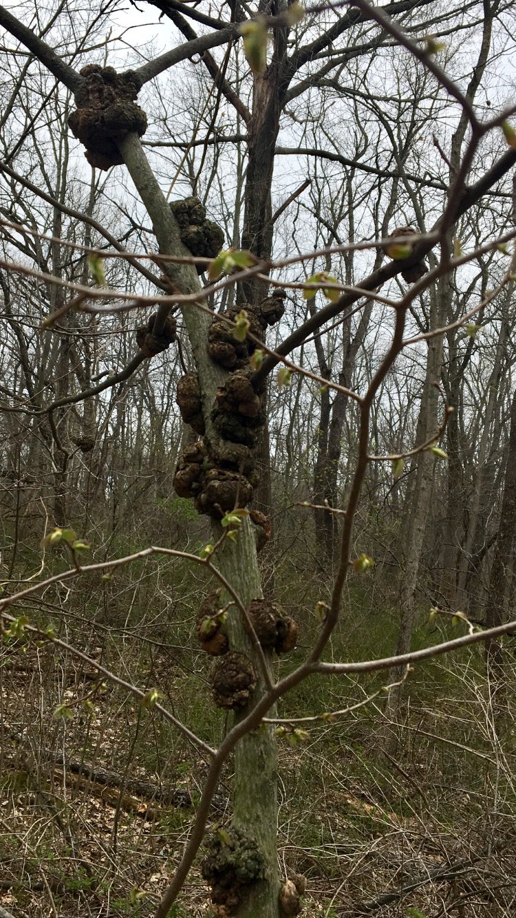 barnacle tree 1 copy