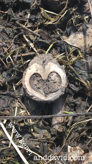 blackwalnut website box copy