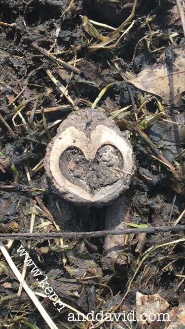 blackwalnut website box copy