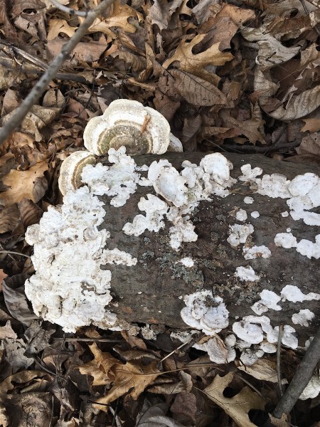 nurselog in woods copy