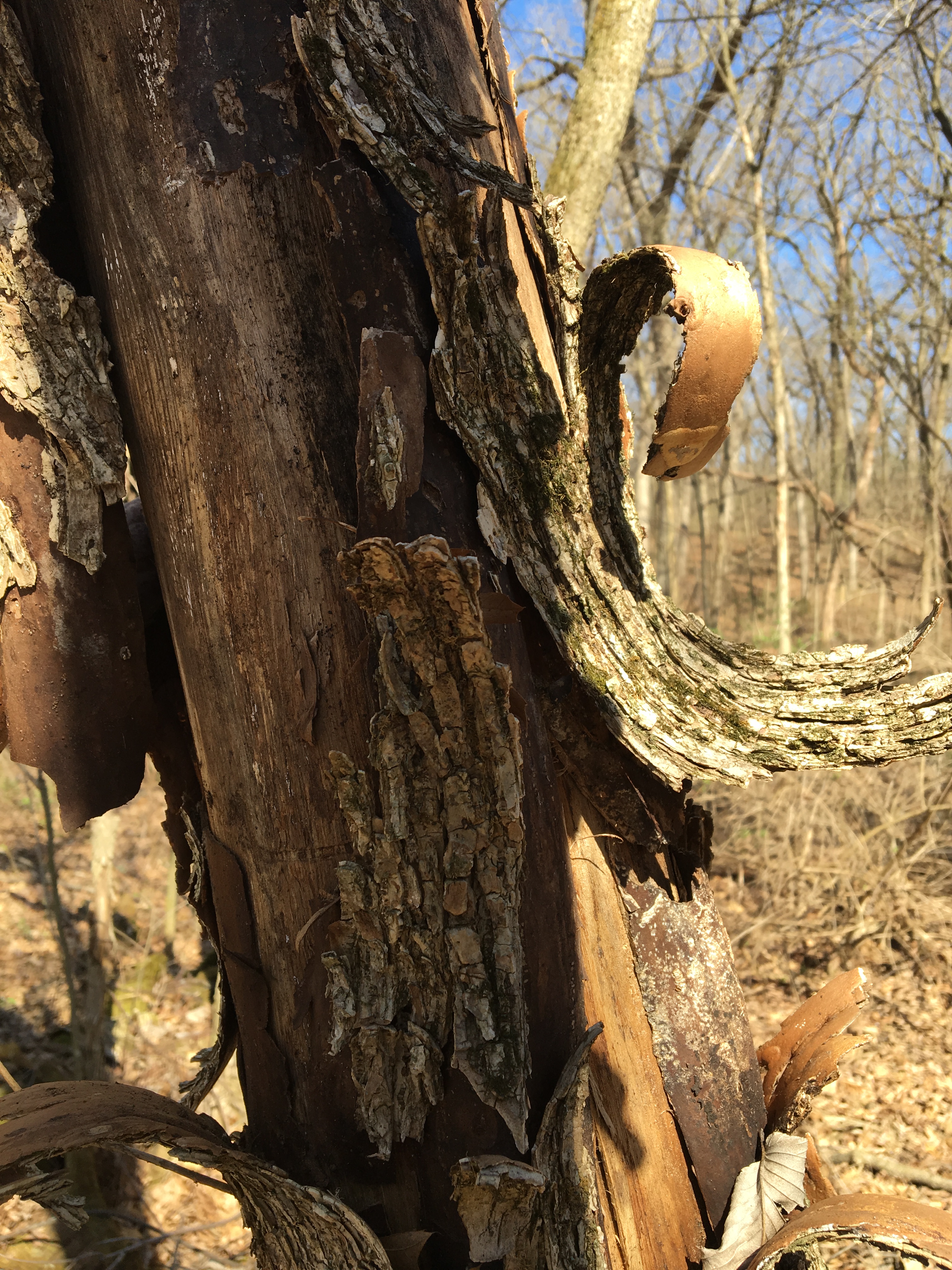 peel back the layers copy