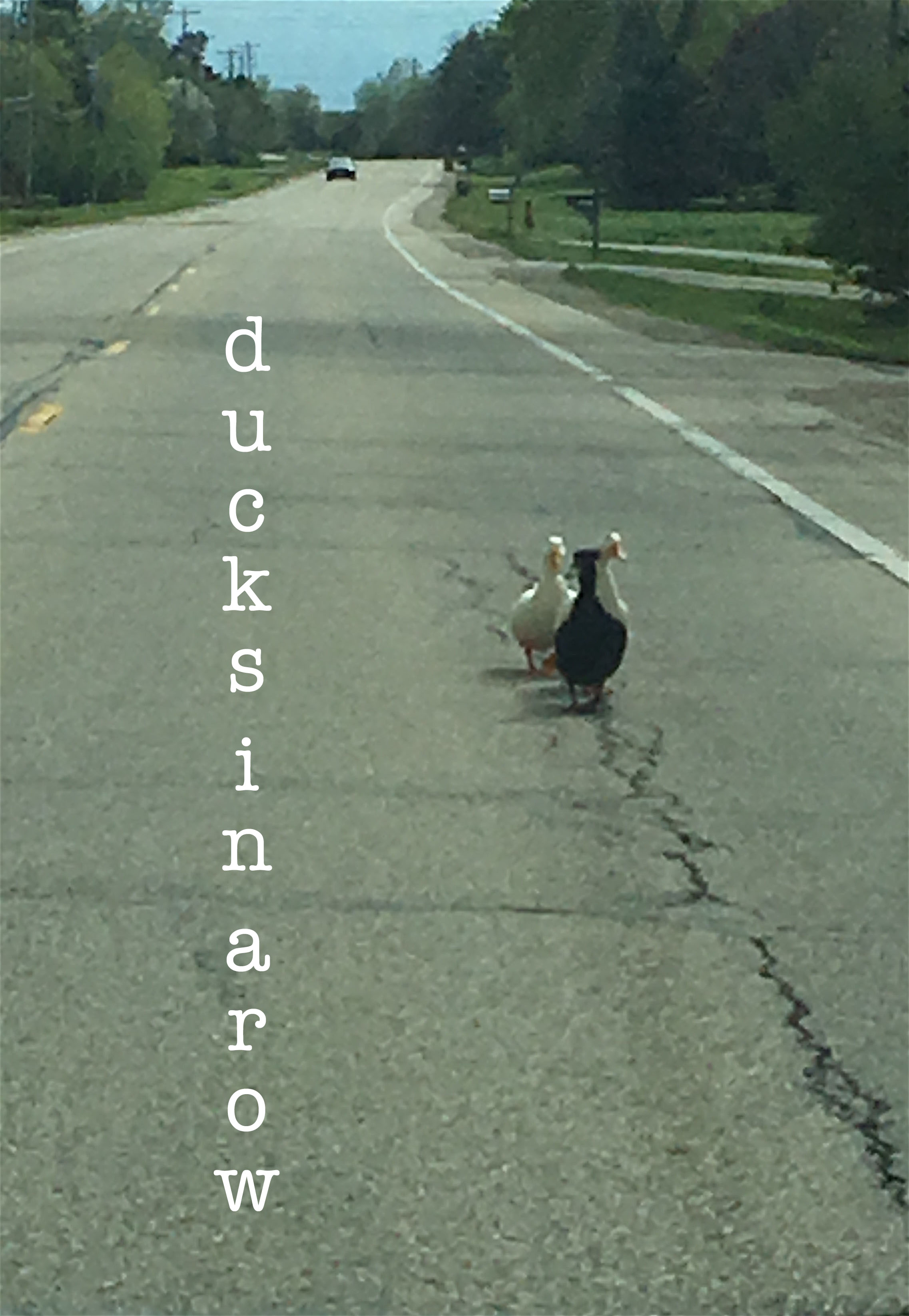 ducks in a row copy 2