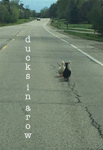 ducks in a row copy 2