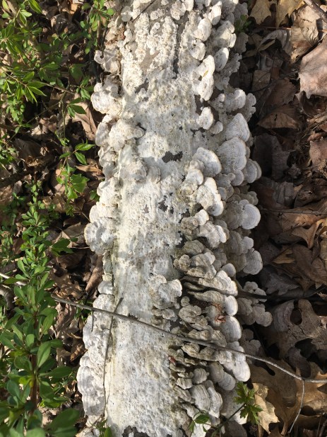 nature's stripes copy