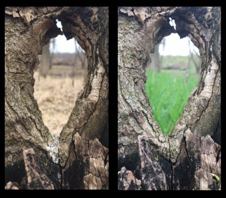 seasons through the tree copy