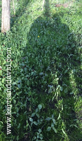 spring shadow website box copy