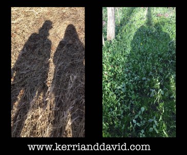 springfall website box copy