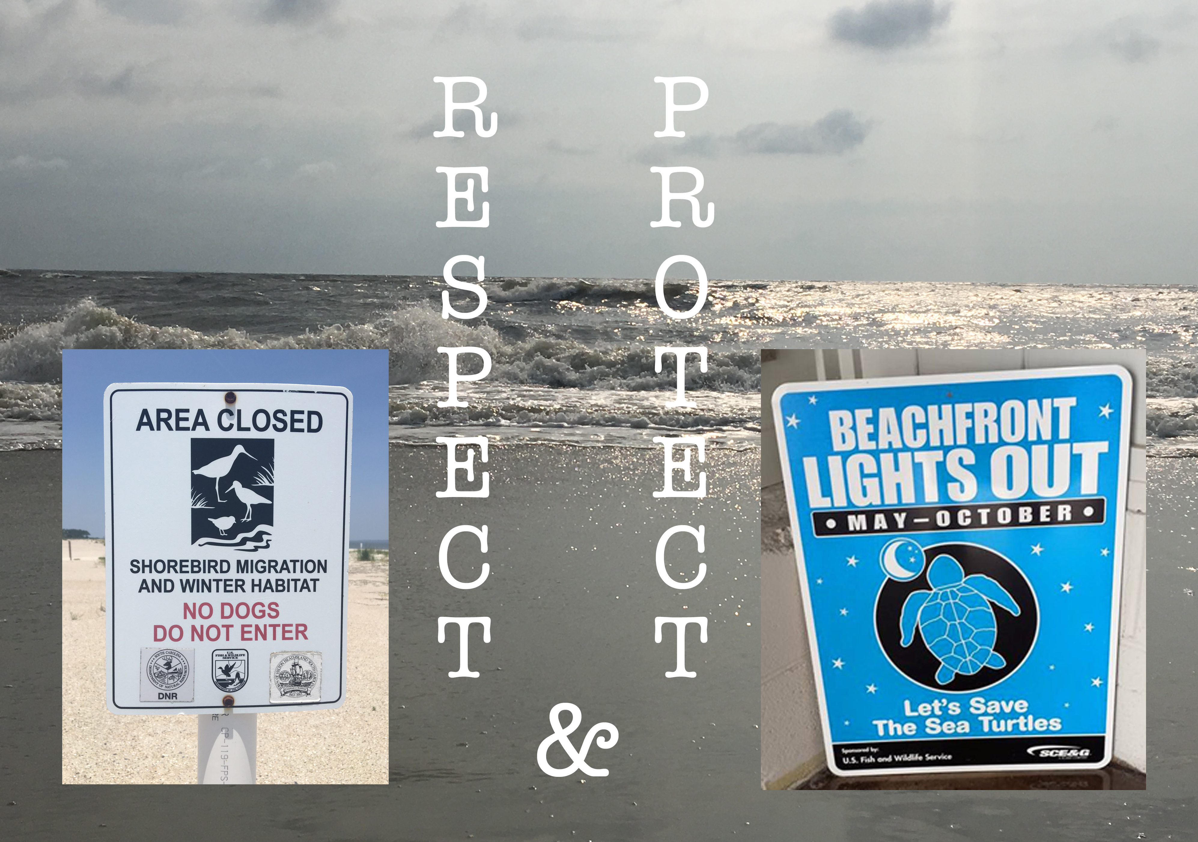 birds and turtlesHH copy