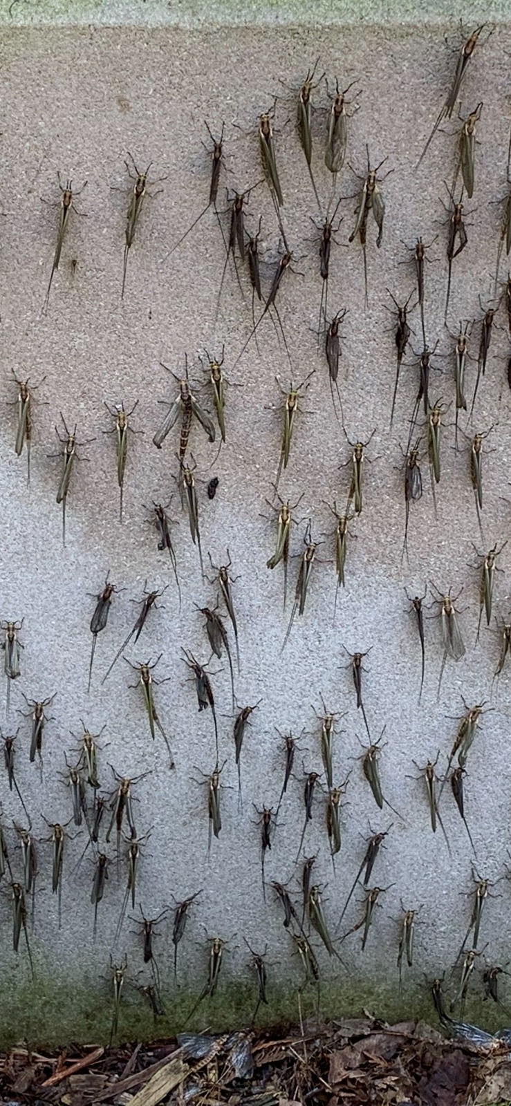 bayfly invasion copy