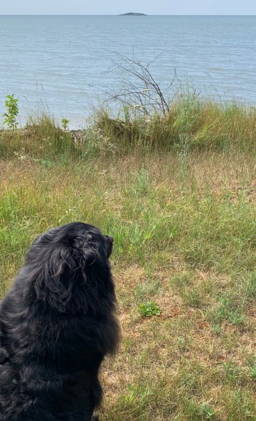 dogdog pondering copy