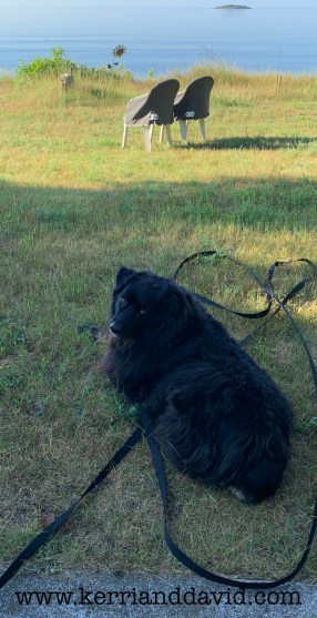 dogga front yard website box copy