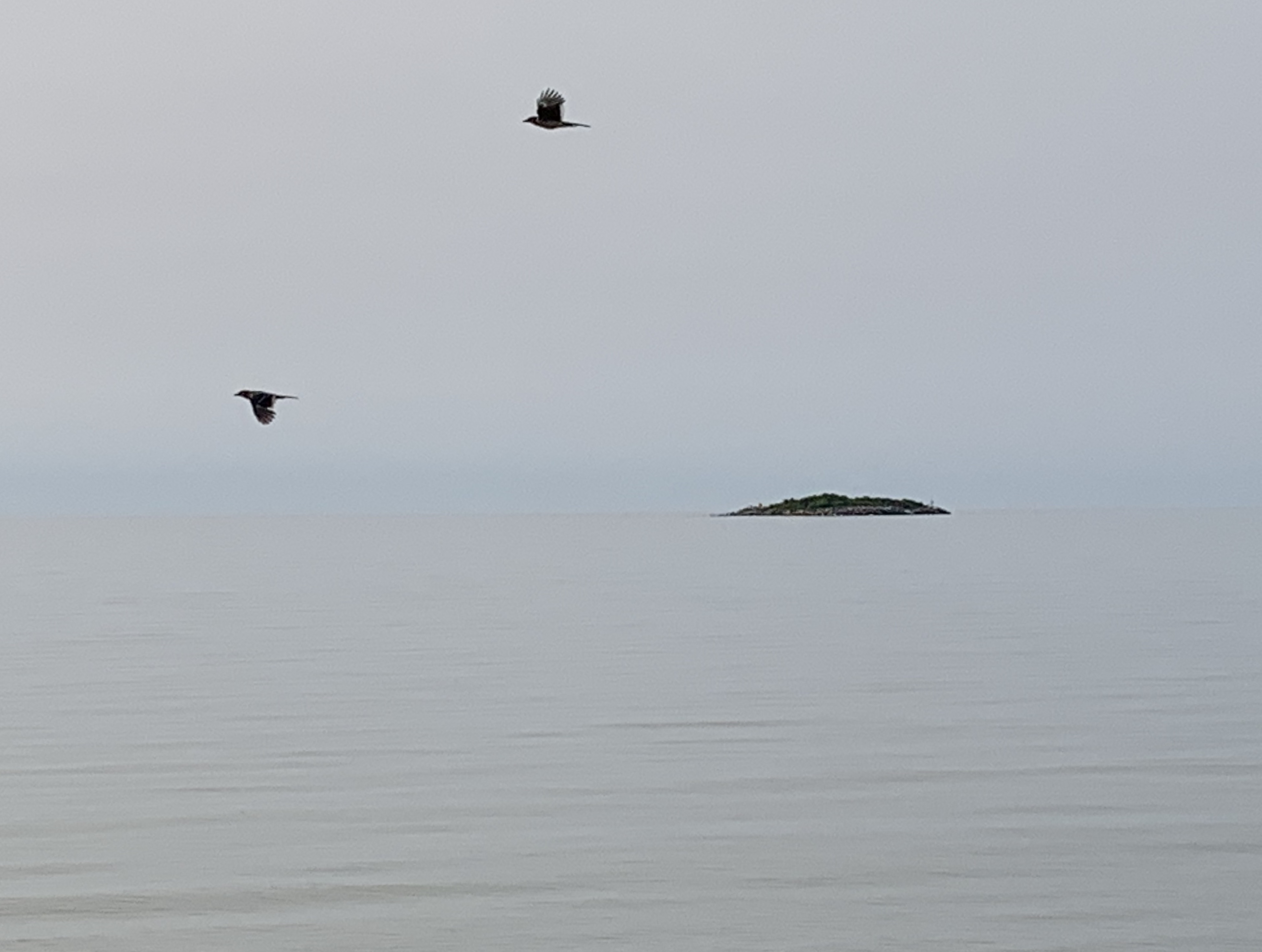 two birds and an island copy