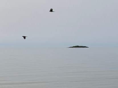 two birds and an island copy