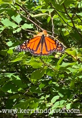 butterfly website box copy