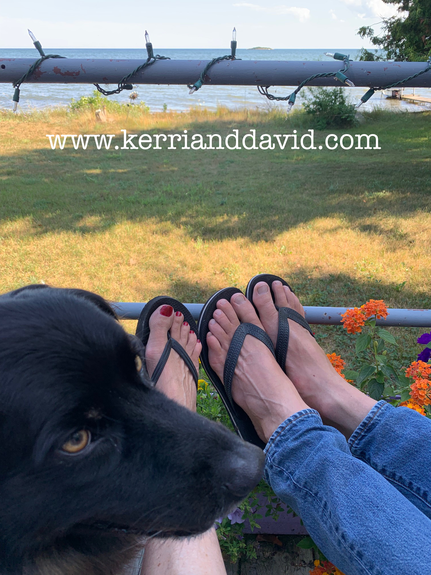 doggadeck website box copy