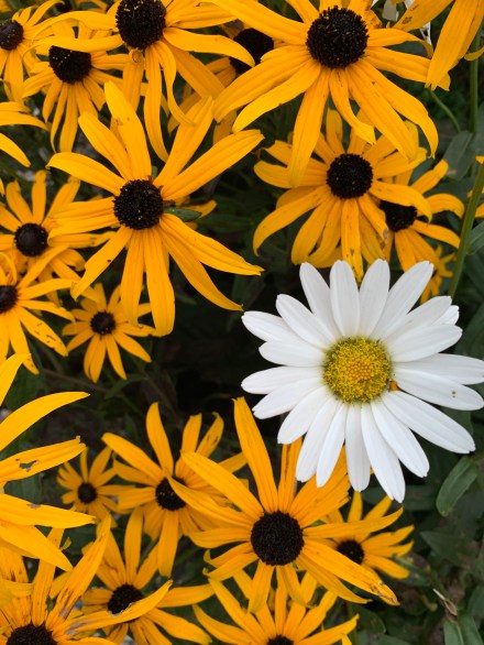 contrast principle copy