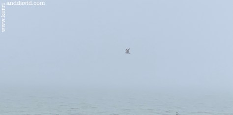 seagull in fog website box copy