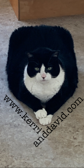 squarecat website box copy