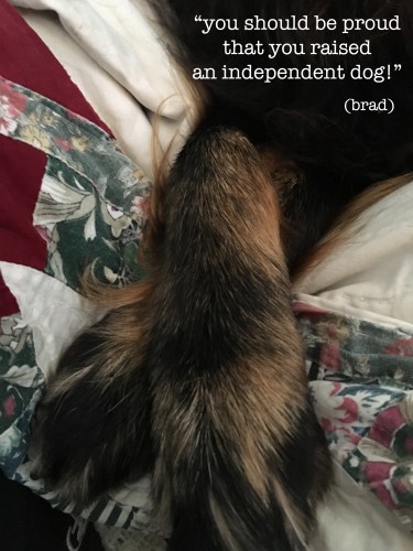 independent dog copy