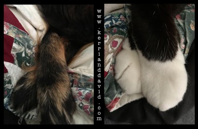 paws website box copy