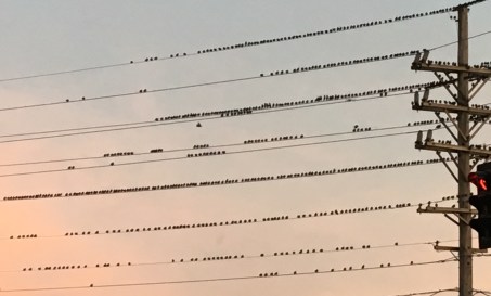 birds on a wire copy