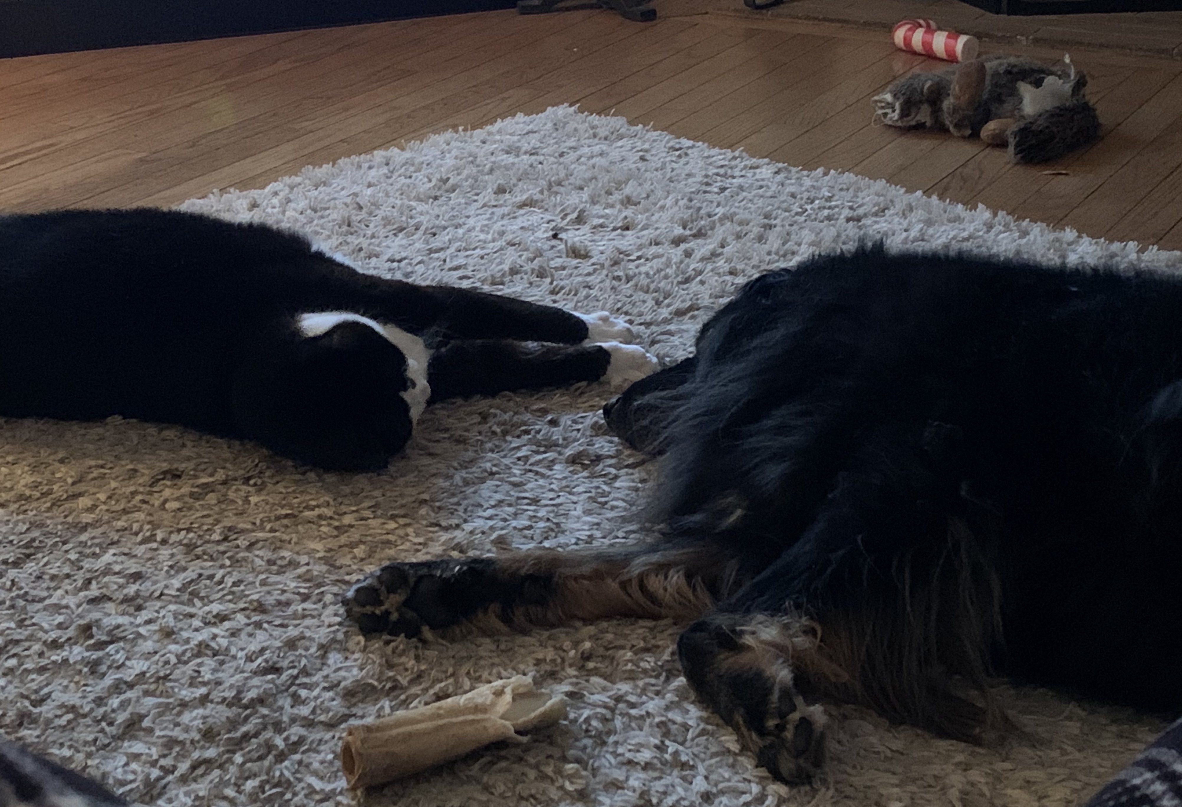 dogga babycat end of day copy