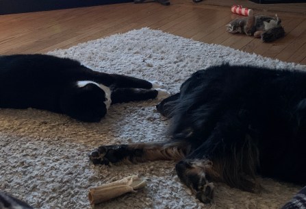 dogga babycat end of day copy