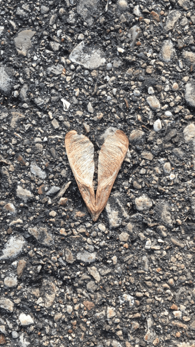 heart leaf copy