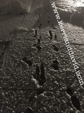 snowsteps website box copy