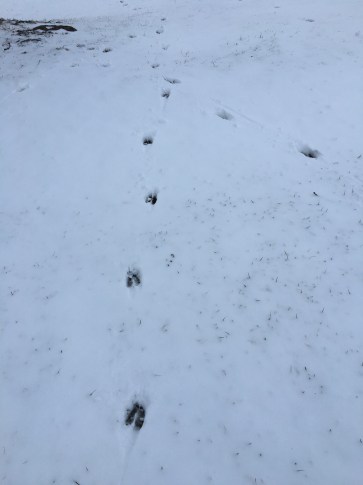 deer tracks converge copy