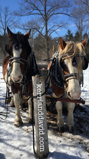 ace and bill website box copy