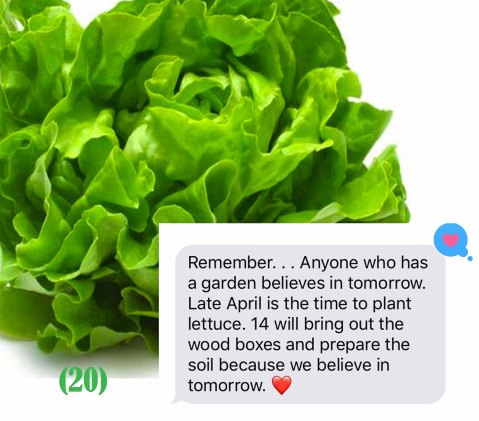 plant lettuce copy