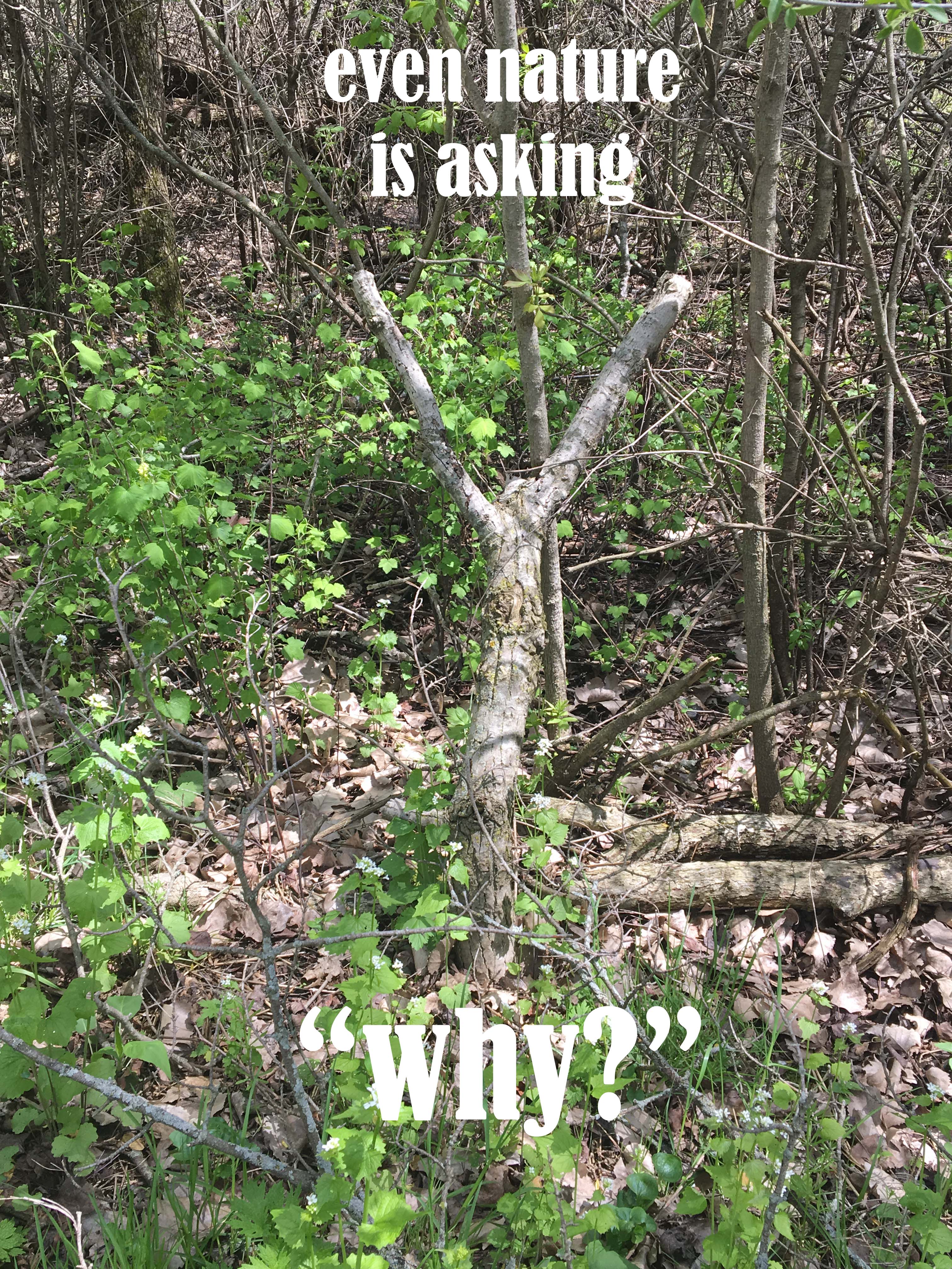 even nature is asking why copy